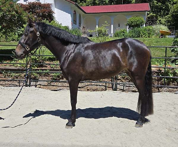 equitation-mare-yearling