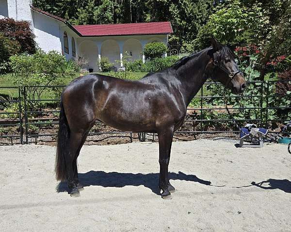 foundation-mare-yearling