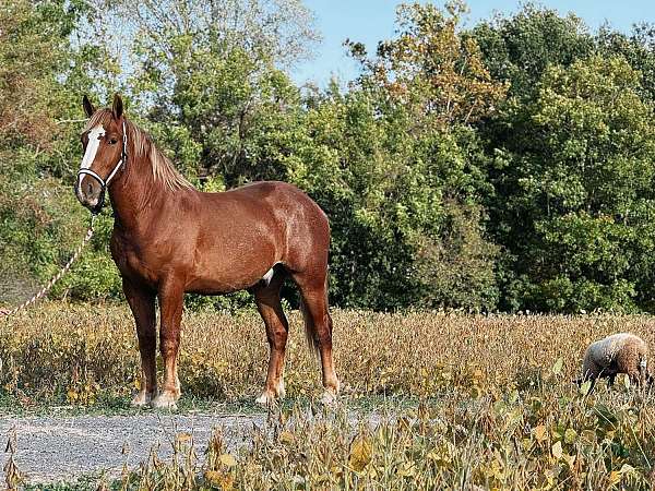 sorrel-belgian-gelding