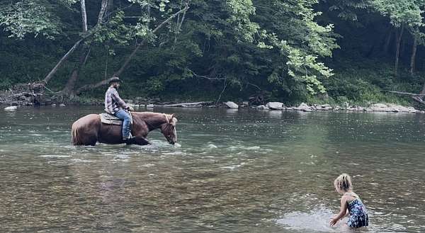 16-hand-belgian-gelding