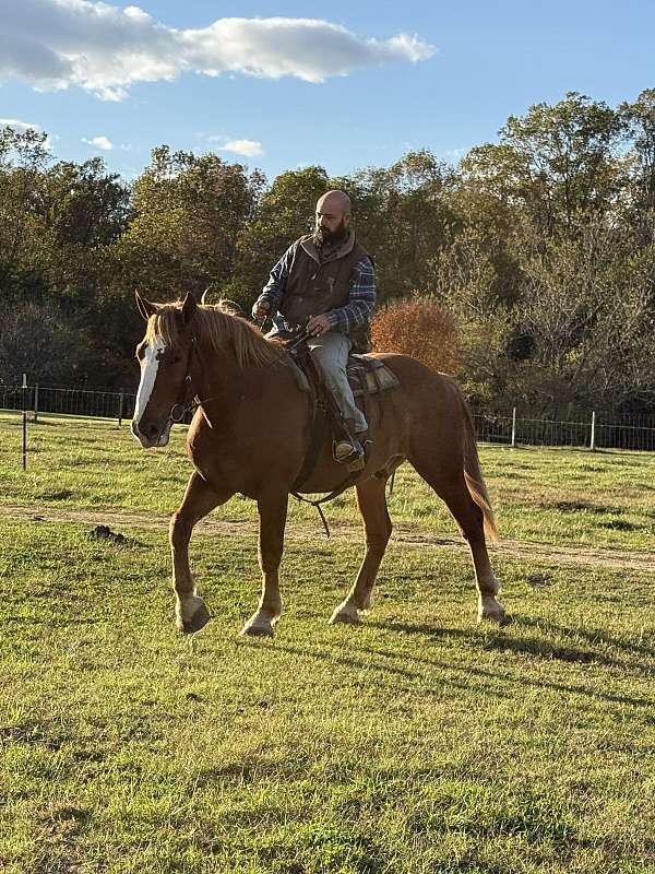 sorrel-gelding-for-sale