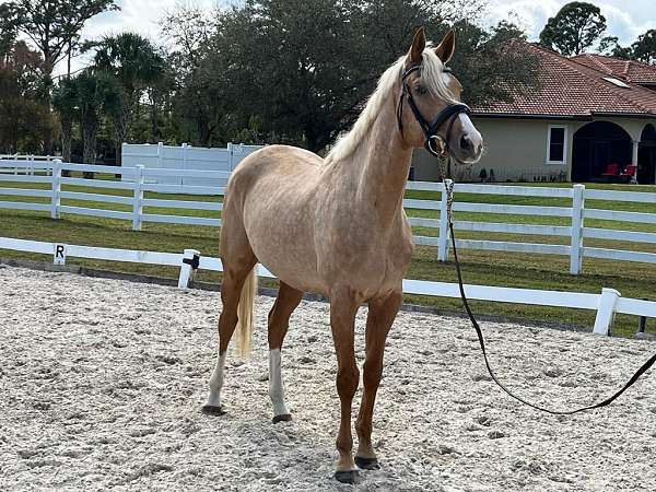 dressage-palomino-thoroughbred-horse