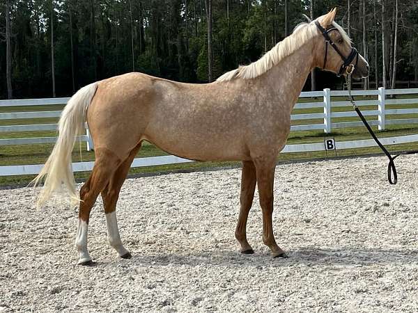 ability-thoroughbred-horse