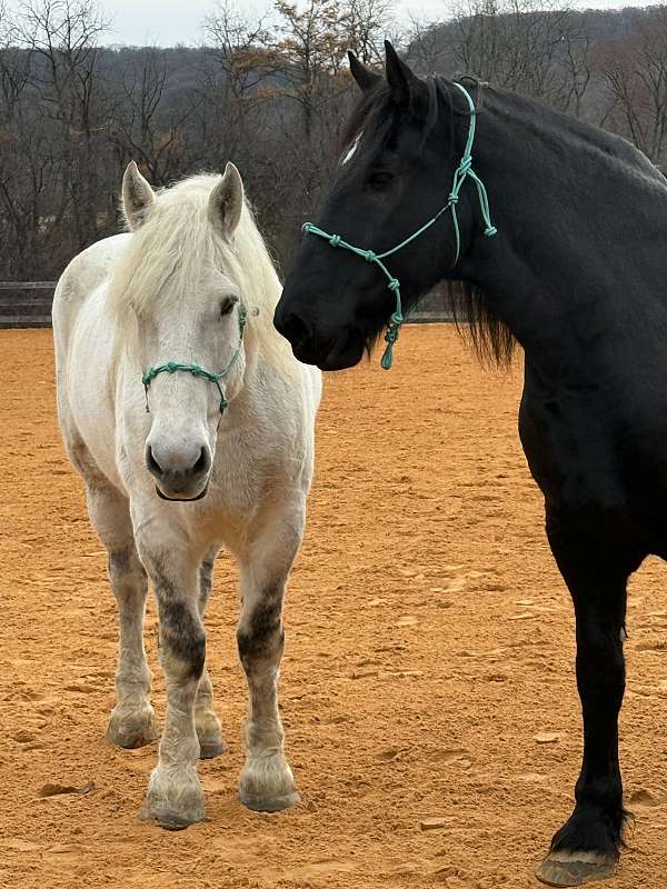 adult-percheron-horse
