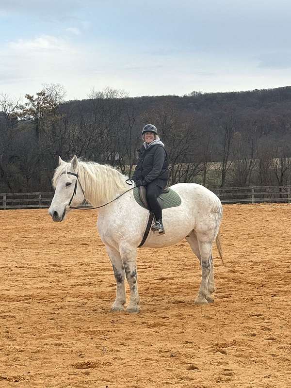 beauty-percheron-horse