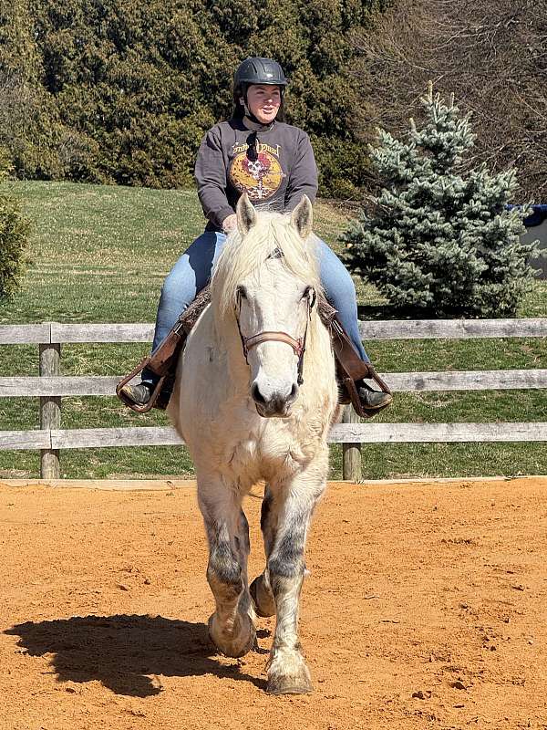 best-percheron-horse