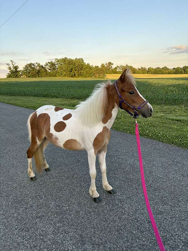 miniature-mare