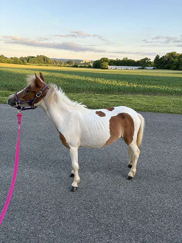 miniature-pony-for-sale