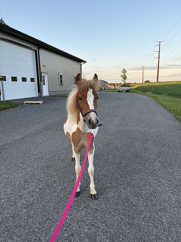 miniature-pony