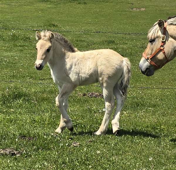 brown-fjord-colt
