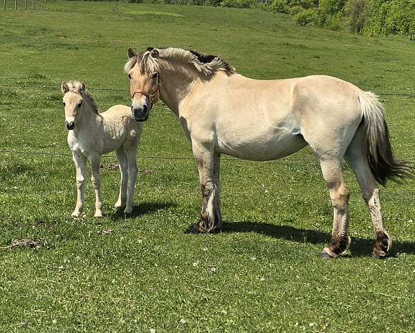 brown-colt-for-sale