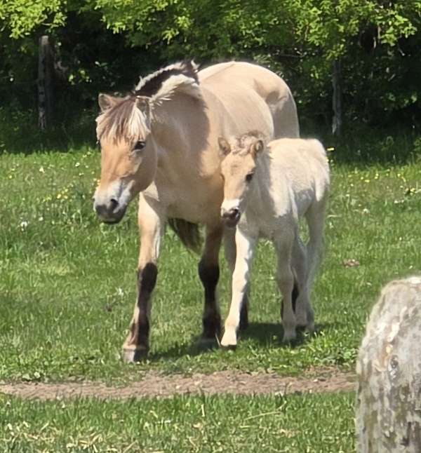 14-hand-fjord-colt