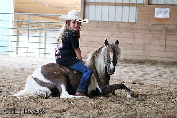 chocolate-trail-class-competition-pony