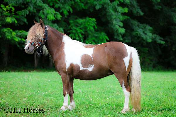 all-around-miniature-pony