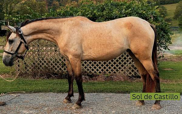 callie-andalusian-horse