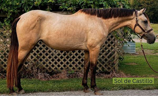 back-andalusian-horse