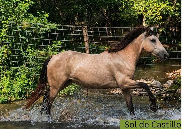 baroque-andalusian-horse