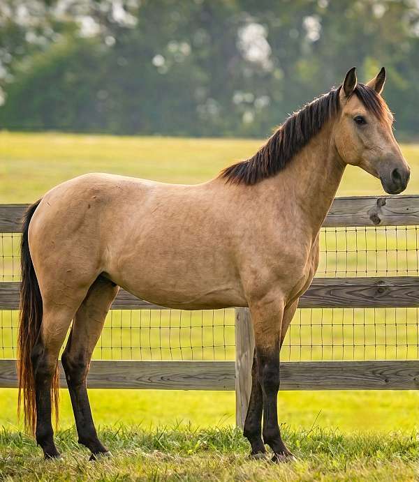buckskin-andalusian-mare