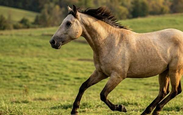 broodmare-andalusian-horse