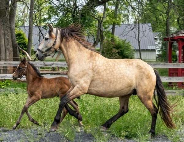 buckskin-andalusian-horse