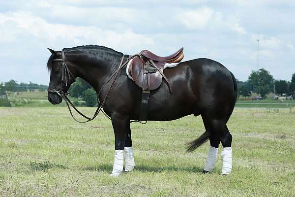 all-around-quarter-pony