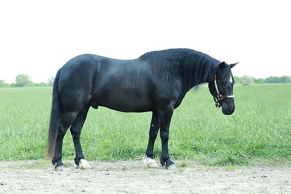 beginner-quarter-pony