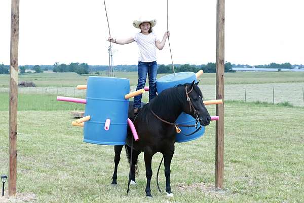 experienced-quarter-pony