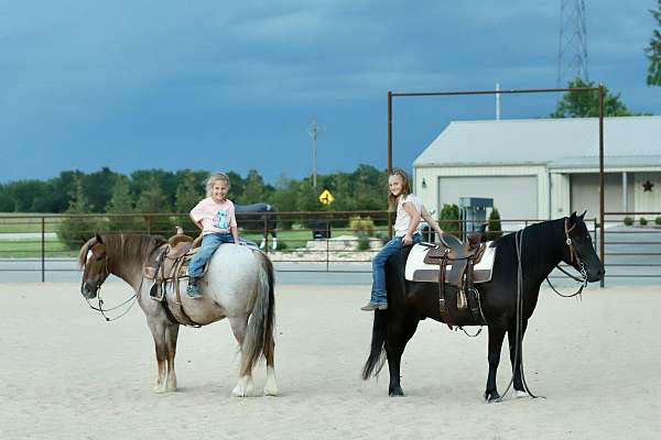 jumper-quarter-pony