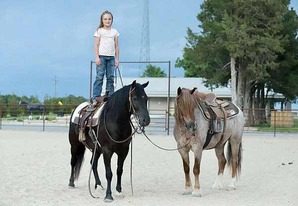 kid-safe-quarter-pony
