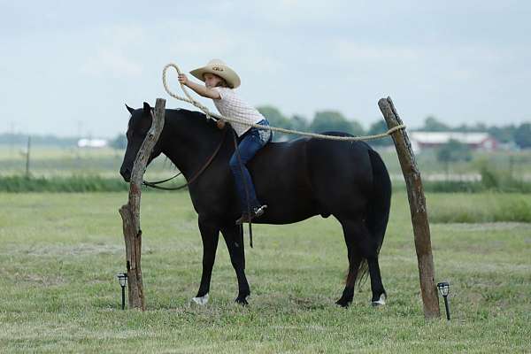 ridden-english-quarter-pony