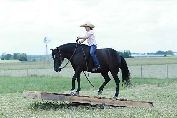 show-quarter-pony