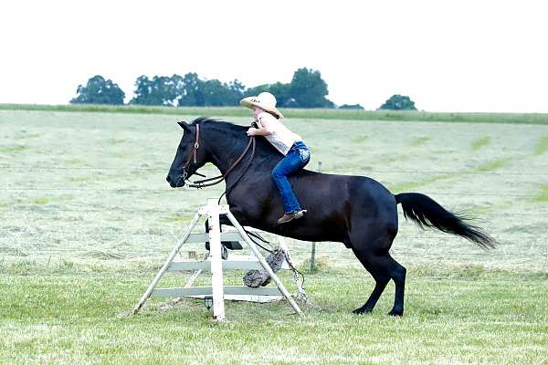 therapy-quarter-pony