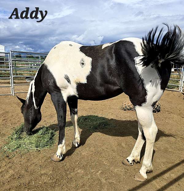 tobianodouble-homozygous-horse