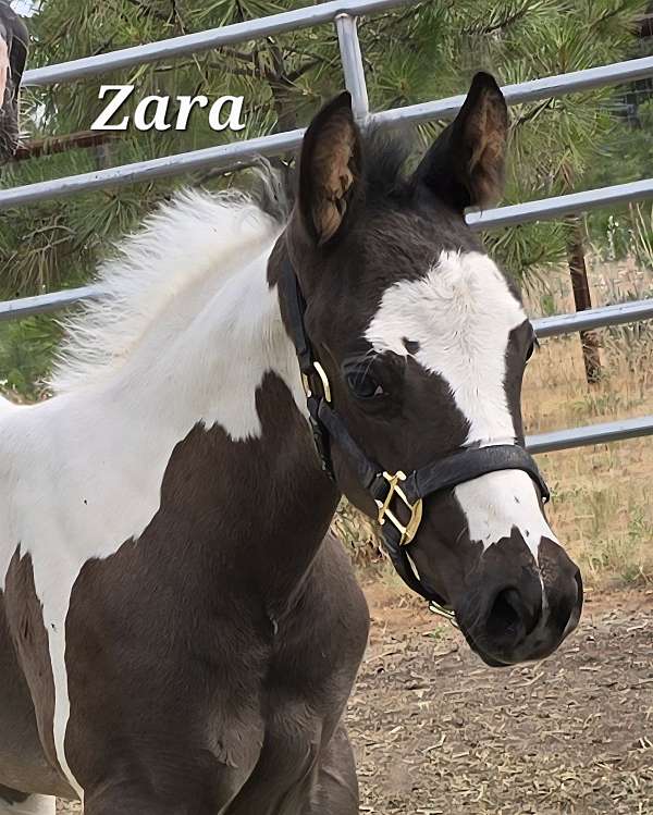 black-tobianodouble-homozygous-horse