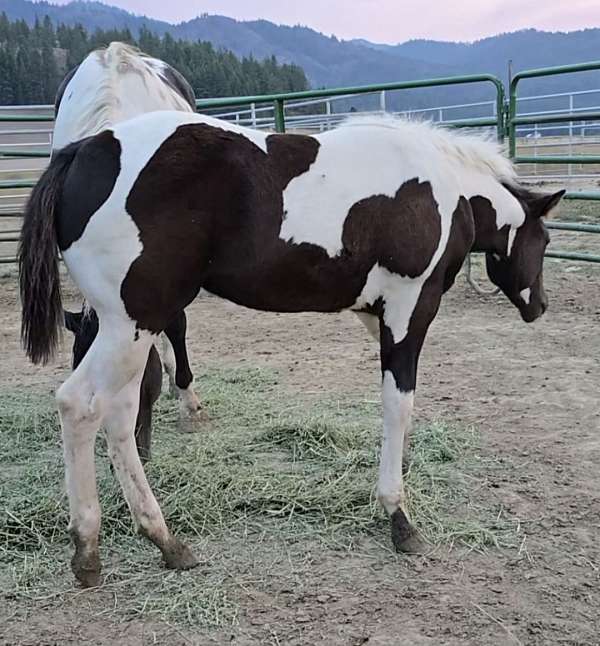 tobianodouble-homozygous