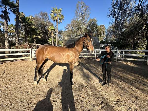 bay-white-blaze-snip-horse