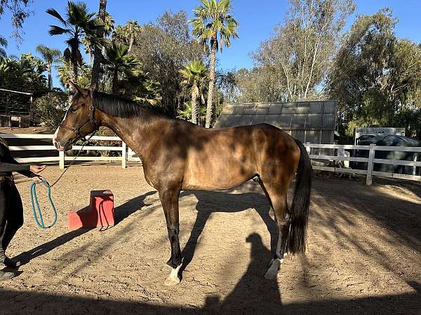white-blaze-snip-horse