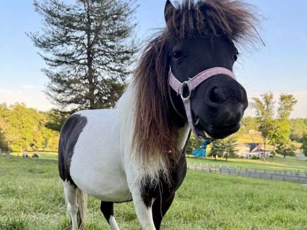 bred-pinto-horse