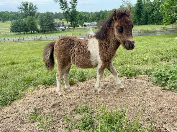 palomino-pinto-stallion