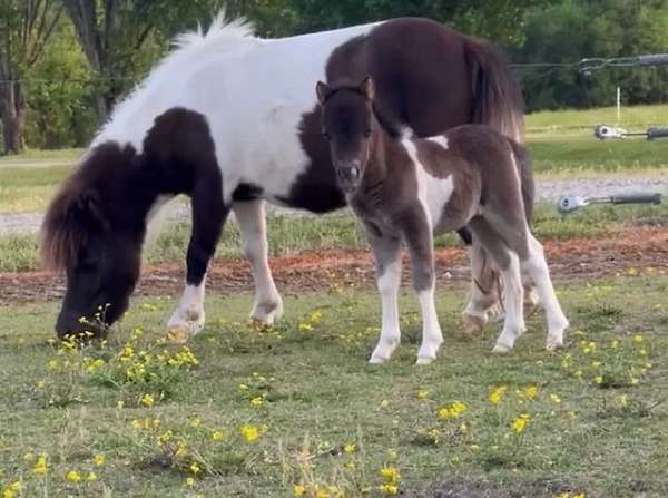 palomino-pinto-broodmare