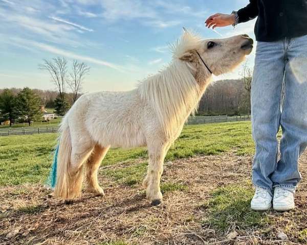 palomino-pinto-foal