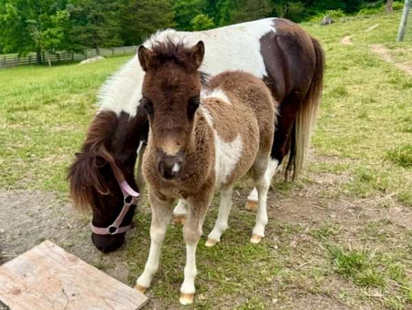 animated-miniature-horse
