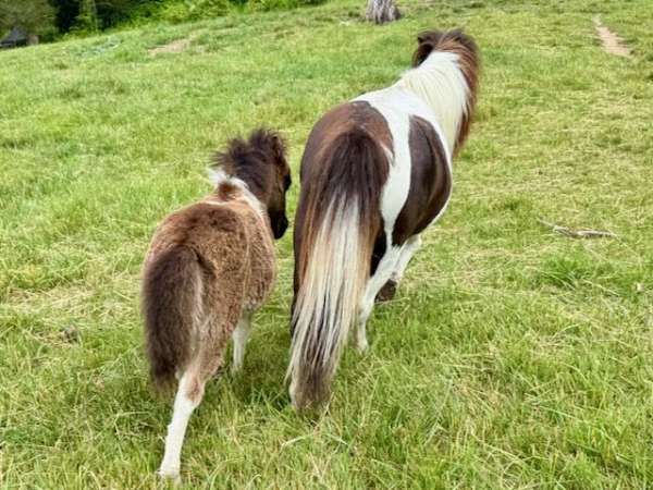 balanced-miniature-horse
