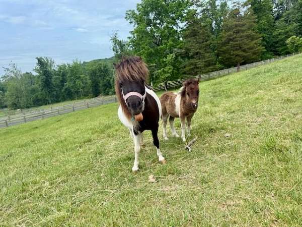 catches-miniature-horse