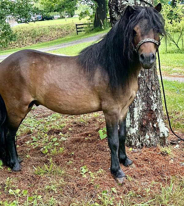 miniature-stallion