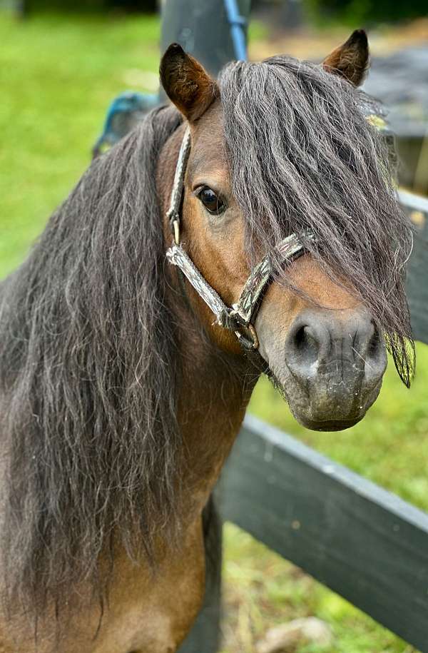 miniature-horse