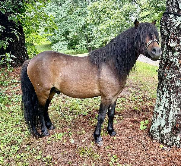 miniature-horse-for-sale