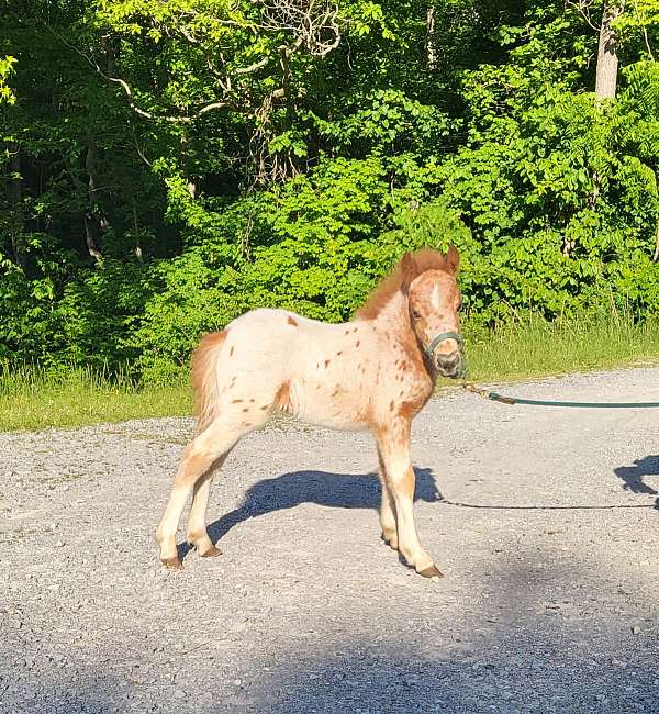 chestnut-leopard-appaloosa-horse