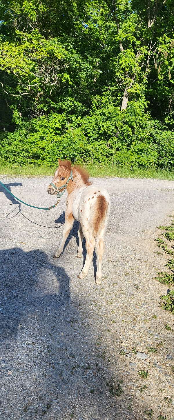 chestnut-triple-registered-horse