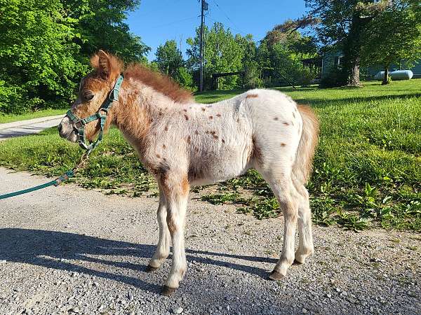 leopard-appaloosa-horse